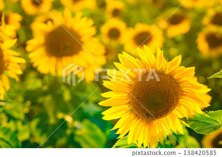 Field of blooming sunflowers, Provence France. Field of blooming sunflowers, Provence France. 138420585