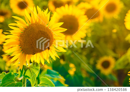Field of blooming sunflowers, Provence France. 138420586