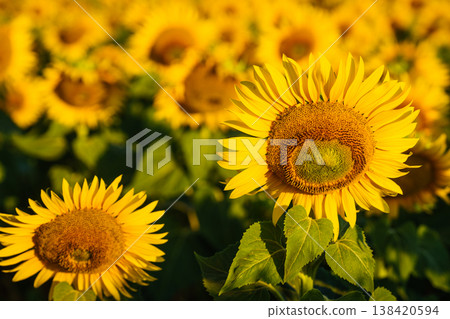 Field of blooming sunflowers, Provence France. 138420594