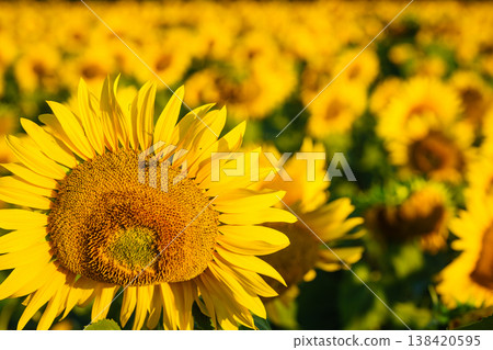 Field of blooming sunflowers, Provence France. 138420595