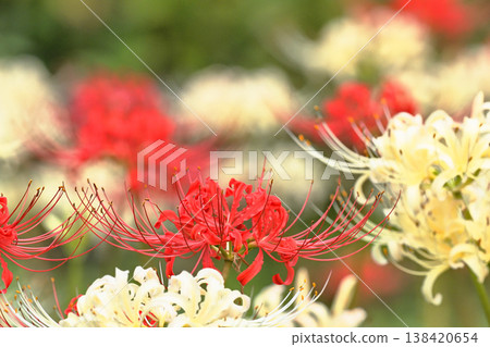 紅蜘蛛百合和白蜘蛛百合(Lycoris radiata) 紅蜘蛛百合和白蜘蛛百合(Lycoris radiata) 138420654