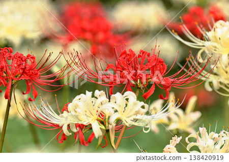 紅蜘蛛百合和白蜘蛛百合(Lycoris radiata) 紅蜘蛛百合和白蜘蛛百合(Lycoris radiata) 138420919