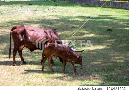 A brown cow Ankole with a large horn is eating grass. High quality photo 138421532