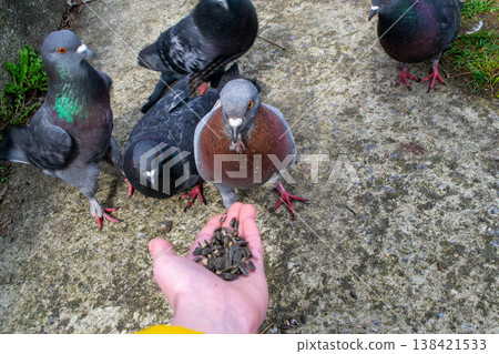 Pigeons in the park. Eat with hands. Tame doves. . High quality photo Pigeons in the park. Eat with hands. Tame doves. . High quality photo 138421533
