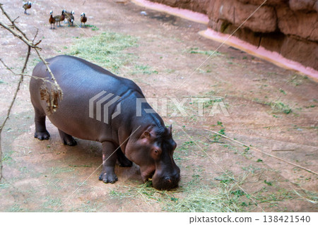 A group of common Hippopotamus amphibius or hippo. High quality photo A group of common Hippopotamus amphibius or hippo. High quality photo 138421540