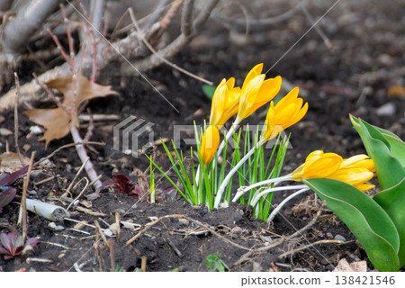 A group of yellow crocuses in the grass. View of magic blooming spring flowers crocus growing in wildlife. Yellow crocus growing from earth outside. Beautiful crocuses in a garden at springtime.  138421546