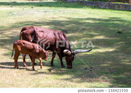 A brown cow Ankole with a large horn is eating grass. High quality photo A brown cow Ankole with a large horn is eating grass. High quality photo 138421550