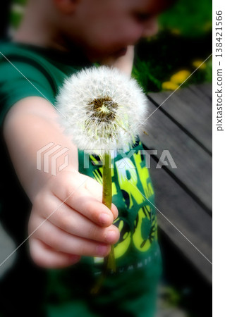 A hand with a denim sleeve holds three dandelions on a background of dark green grass. High quality photo A hand with a denim sleeve holds three dandelions on a background of dark green grass. High quality photo 138421566
