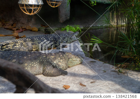 Two alligators are laying on a rock in a pond. High quality photo Two alligators are laying on a rock in a pond. High quality photo 138421568