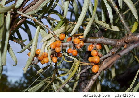 Green branch with bright ripe orange sea buckthorn berries gently swaying in wind. Sea Buckthorn berries on a branch with torns - Shallow depth of field. High quality photo 138421573