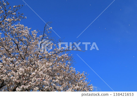 Kyoto, cherry blossoms, sakura, flowers, full bloom, petals scattering in the wind, Somei Yoshino cherry trees. Kyoto, cherry blossoms, sakura, flowers, full bloom, petals scattering in the wind, Somei Yoshino cherry trees. 138421653