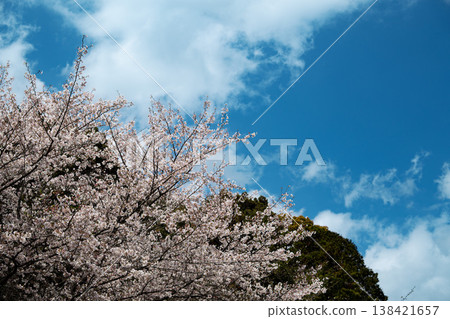 Somei Yoshino cherry blossoms in full bloom and a blue sky Somei Yoshino cherry blossoms in full bloom and a blue sky 138421657