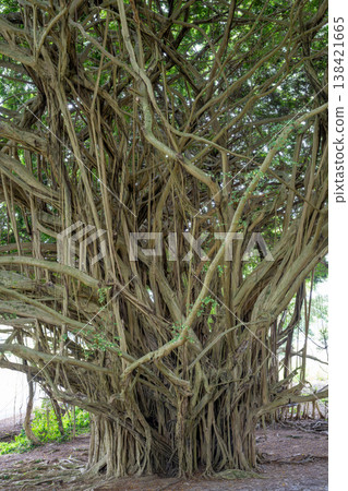 Banyan tree densely in a lush forest during the day in Hawaii. Banyan tree densely in a lush forest during the day in Hawaii. 138421665