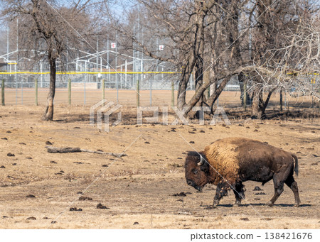 Buffalo walks in field near park and baseball field on a sunny day in rural America Buffalo walks in field near park and baseball field on a sunny day in rural America 138421676