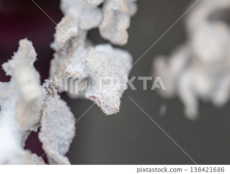 Frost covers branches in winter scene near forest in early morning light Frost covers branches in winter scene near forest in early morning light 138421686