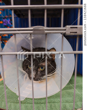 Black and white cat with a cone sits inside a cage at a shelter during the day 138421688