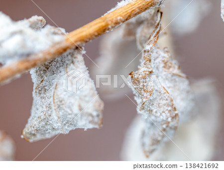 Frost covers branches in winter scene near forest in early morning light Frost covers branches in winter scene near forest in early morning light 138421692