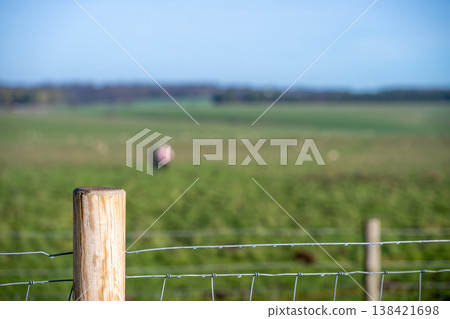 Fencing in a grassy area with livestock grazing in the background on a clear day in the countryside Fencing in a grassy area with livestock grazing in the background on a clear day in the countryside 138421698