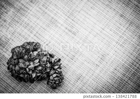Selective focus on a clump of invasive zebra mussels on a rock Selective focus on a clump of invasive zebra mussels on a rock 138421788