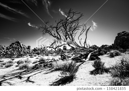 Dry desert landscape features a striking gnarled tree under a clear blue sky in a remote area during midday Dry desert landscape features a striking gnarled tree under a clear blue sky in a remote area during midday 138421835