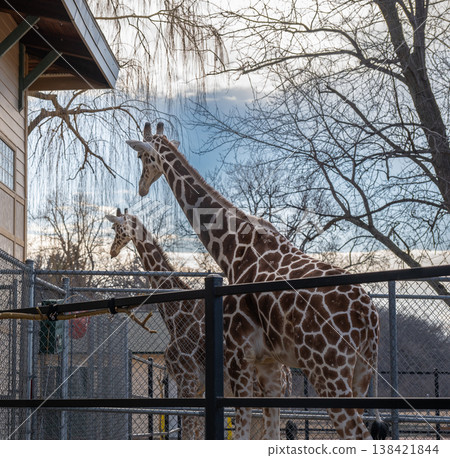 Giraffes look around their enclosure during the late afternoon at a zoo in winter, showcasing their long necks and patterned fur Giraffes look around their enclosure during the late afternoon at a zoo in winter, showcasing their long necks and patterned fur 138421844
