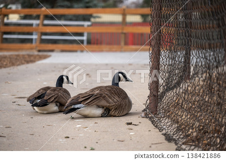 Ducks resting on a pathway beside a fence in a quiet park during the afternoon Ducks resting on a pathway beside a fence in a quiet park during the afternoon 138421886