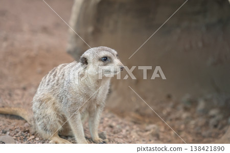 Meerkat sits on ground in desert habitat during daytime near burrow in wildlife park or zoo setting 138421890