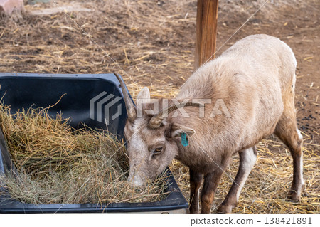 Mountain goat eats hay from a black trough in a farm setting during daylight hours 138421891