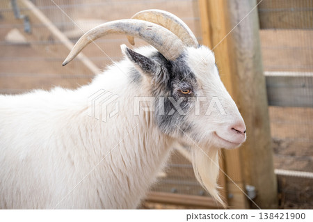 A goat stands by a wooden fence in a farm area during daylight hours, showcasing its unique features and expression A goat stands by a wooden fence in a farm area during daylight hours, showcasing its unique features and expression 138421900