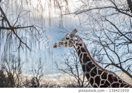 Giraffe stands tall against a backdrop of trees and clouds during the late afternoon in a wildlife reserve Giraffe stands tall against a backdrop of trees and clouds during the late afternoon in a wildlife reserve 138421939