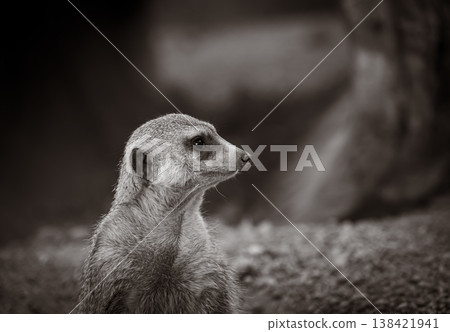 Meerkat observing surroundings in a wildlife habitat during the day in a natural setting 138421941