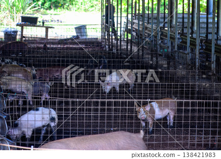Pigs in a farm enclosure during daytime near a forest area 138421983