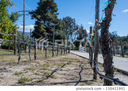 Vineyard rows with bare vines and irrigation lines under clear skies in a rural area during midday 138421991