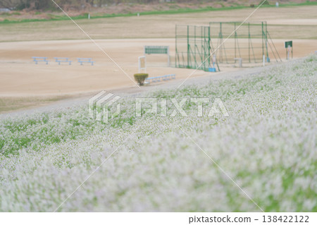 The grounds and the sea radishes in full bloom The grounds and the sea radishes in full bloom 138422122