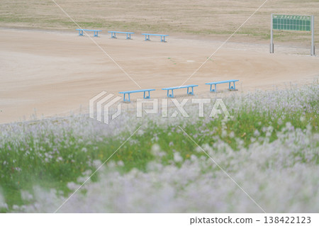 The grounds and the sea radishes in full bloom The grounds and the sea radishes in full bloom 138422123
