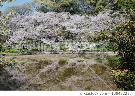 春日里,日本花園中櫻花盛開,倒映在池塘裡 / 櫻花倒影 春日里,日本花園中櫻花盛開,倒映在池塘裡 / 櫻花倒影 138422253