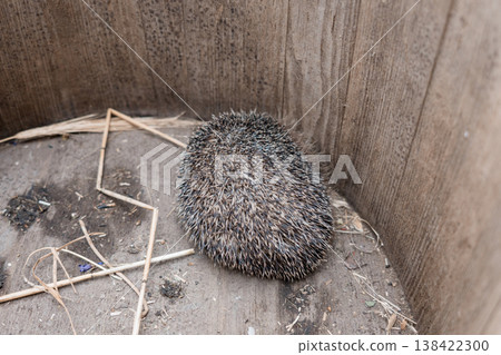 Curled Hedgehog Resting Inside Wooden Box With Straw And Dirt Floor Showing Spiky Brown Quills In Natural Shelter Environment Curled Hedgehog Resting Inside Wooden Box With Straw And Dirt Floor Showing Spiky Brown Quills In Natural Shelter Environment 138422300