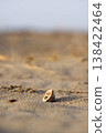 Walnut shells from the beach 138422464