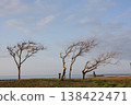 Coastal trees in early spring 138422471
