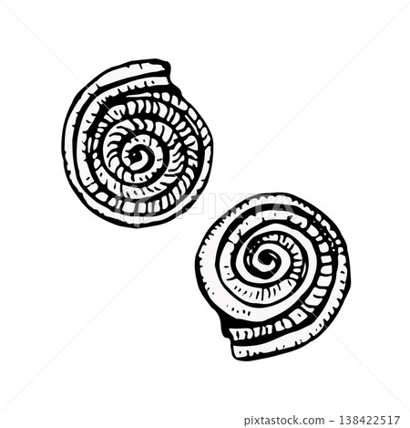 Vector illustration of seashells in black line art. Detailed engraving style with fine contours. Ideal for marine themes, logos, packaging, prints, or coastal design projects Vector illustration of seashells in black line art. Detailed engraving style with fine contours. Ideal for marine themes, logos, packaging, prints, or coastal design projects 138422517