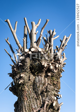 Pollarded Tree Trunk With Fresh Pruning Cuts Against Clear Blue Sky Pollarded Tree Trunk With Fresh Pruning Cuts Against Clear Blue Sky 138422527