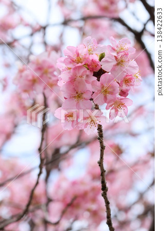 Kawazu cherry blossoms (Kawazuzakura) - Close-up of the pink flowers Kawazu cherry blossoms (Kawazuzakura) - Close-up of the pink flowers 138422633
