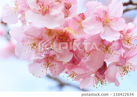 Kawazu cherry blossoms (Kawazuzakura) - Close-up of the pink flowers Kawazu cherry blossoms (Kawazuzakura) - Close-up of the pink flowers 138422634
