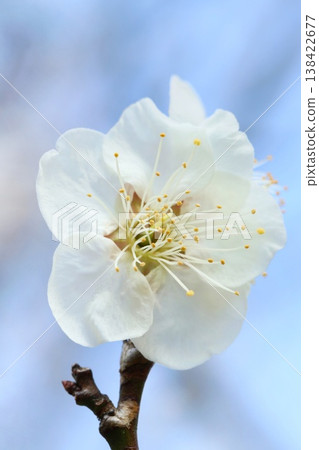 白色的梅花,特寫,以藍天為背景。 白色的梅花,特寫,以藍天為背景。 138422677