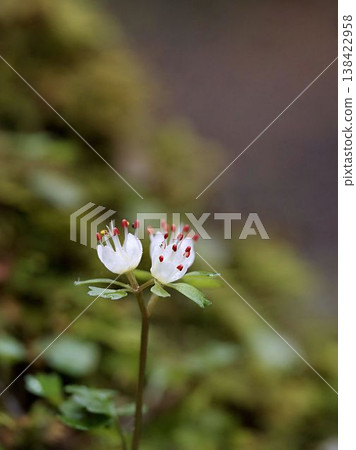 White-tailed spider 138422958