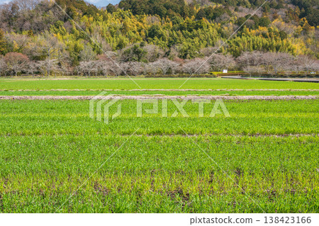 Rural landscape of Azuchi, Omihachiman City, Shiga Prefecture: Wheat fields 138423166