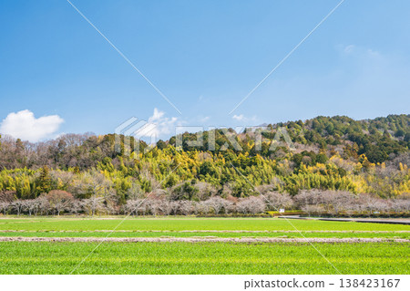 Rural landscape of Azuchi, Omihachiman City, Shiga Prefecture: Wheat fields Rural landscape of Azuchi, Omihachiman City, Shiga Prefecture: Wheat fields 138423167