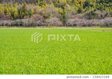 Rural landscape of Azuchi, Omihachiman City, Shiga Prefecture: Wheat fields 138423169