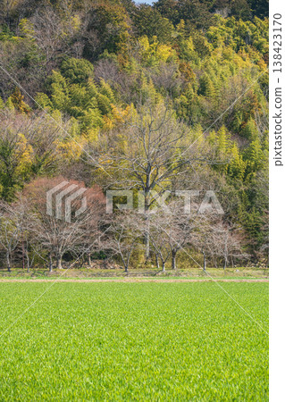 Rural landscape of Azuchi, Omihachiman City, Shiga Prefecture: Wheat fields 138423170