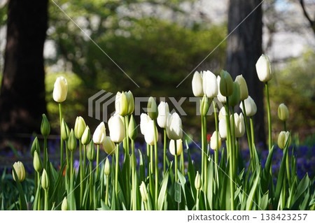 White tulips shining in the backlight: A spring park scene (Sarue Onshi Park) 138423257